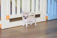 Du Clos Shooting Star - Chihuahua - Portée née le 04/07/2017