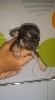 CHIOT