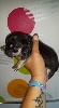 CHIOT