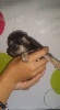 CHIOT