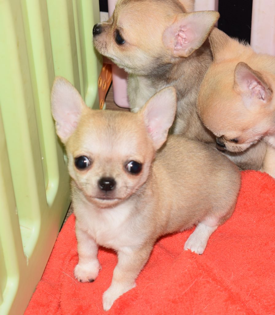 Du Clos Shooting Star - Chiot disponible  - Chihuahua