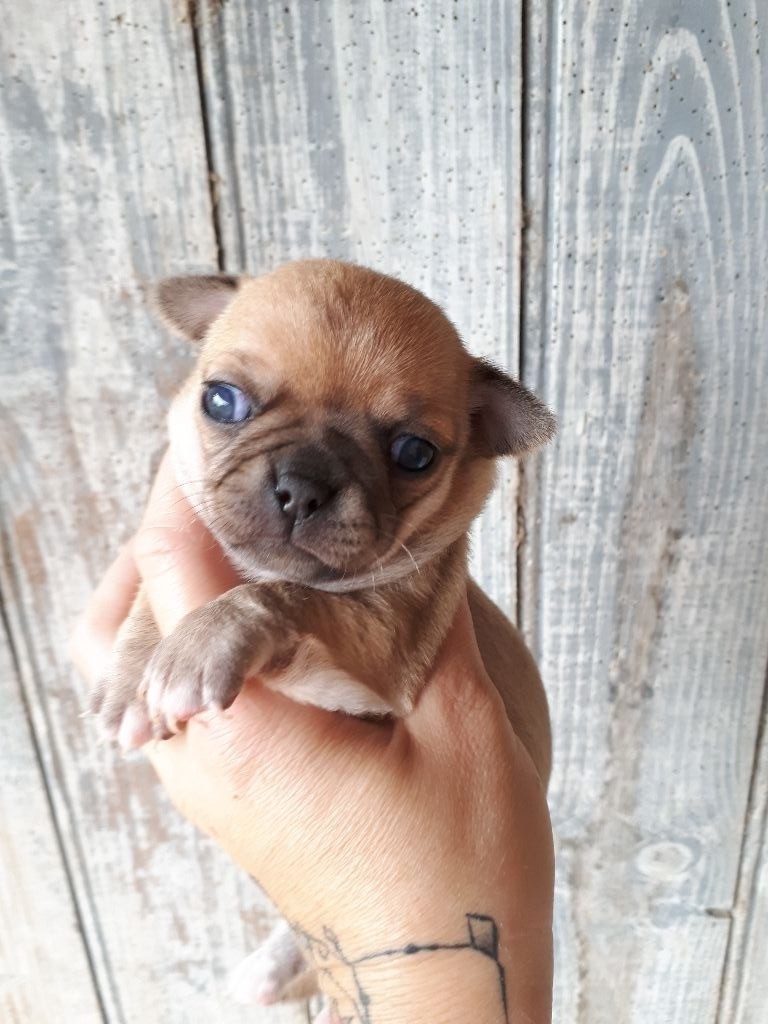 Du Clos Shooting Star - Chihuahua - Portée née le 21/09/2018