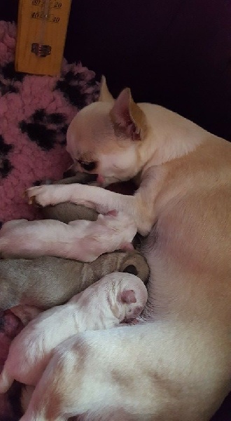 Du Clos Shooting Star - Chihuahua - Portée née le 28/08/2016