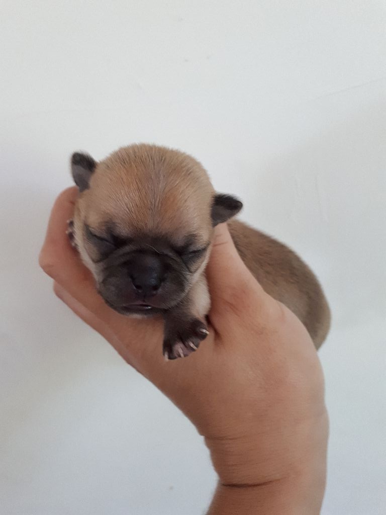 Du Clos Shooting Star - Chihuahua - Portée née le 24/06/2018
