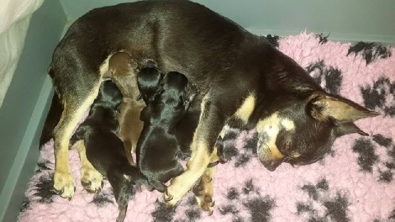 Du Clos Shooting Star - Chihuahua - Portée née le 05/07/2015