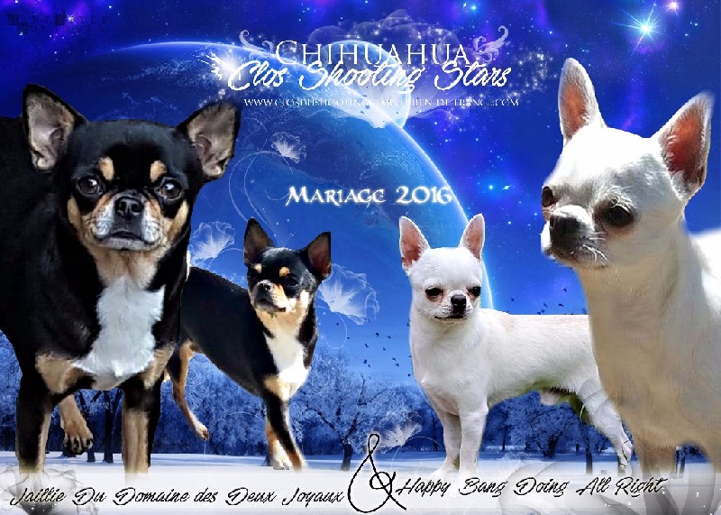 Du Clos Shooting Star - Chihuahua - Portée née le 21/11/2016