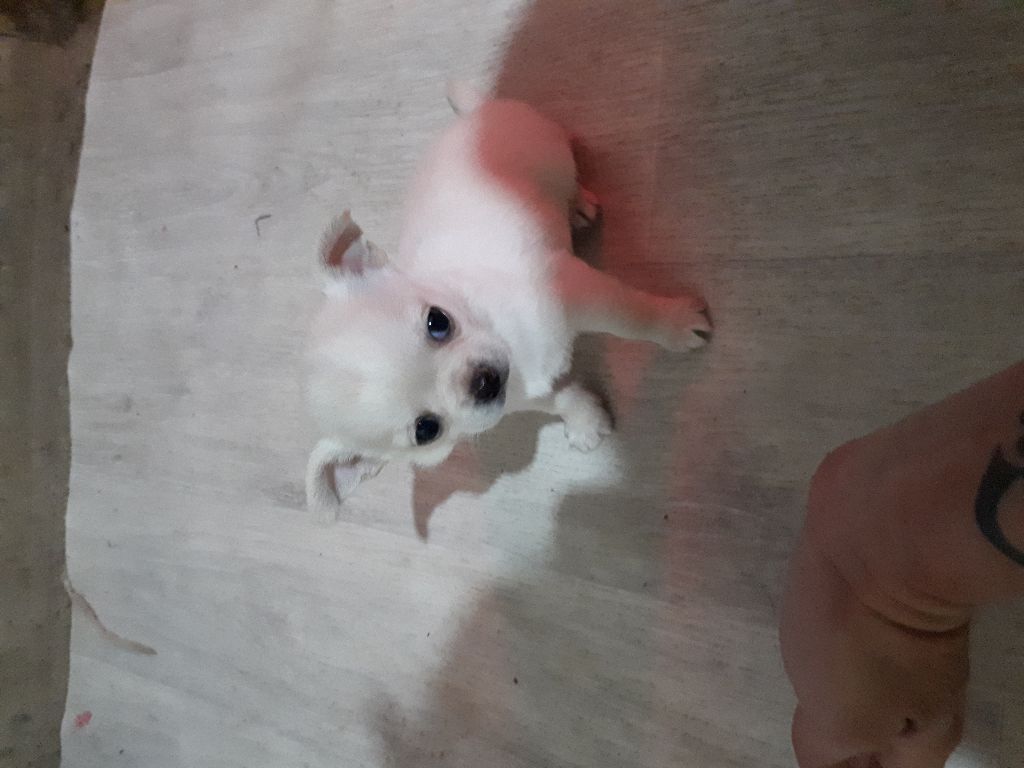 Du Clos Shooting Star - Chihuahua - Portée née le 13/03/2018
