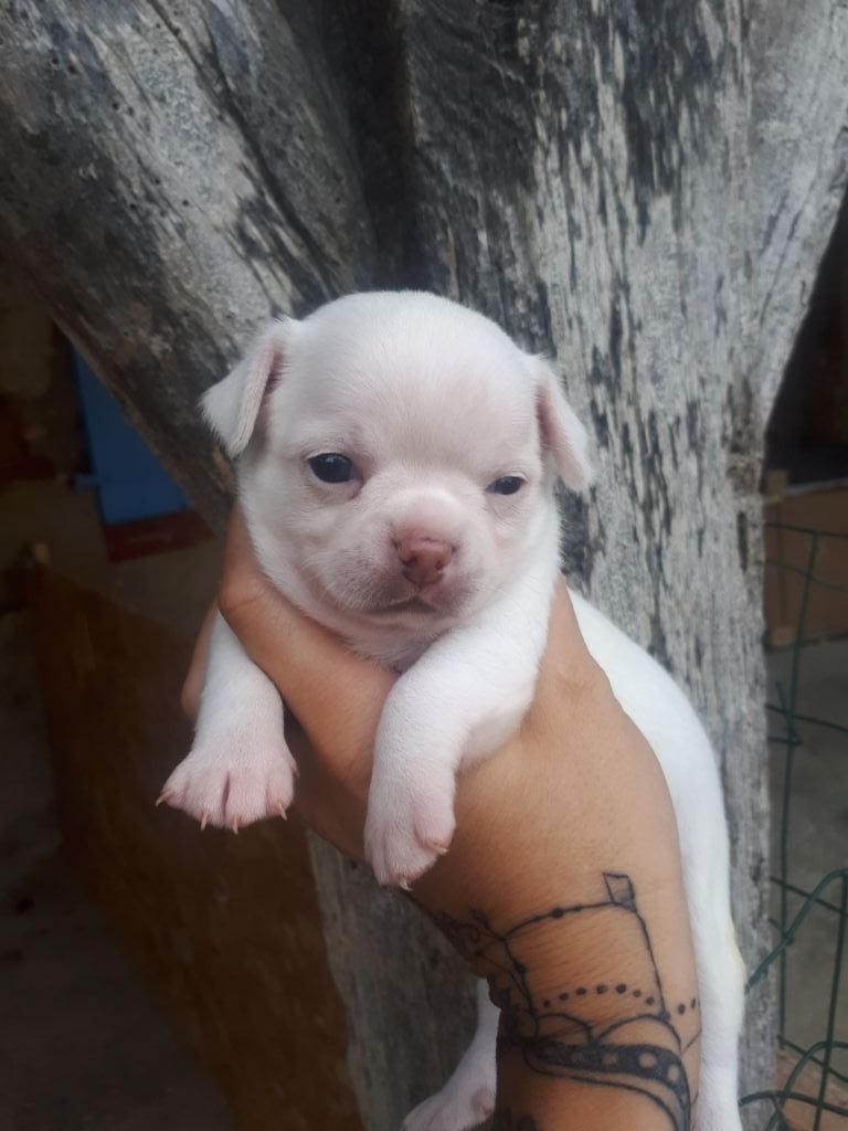 Du Clos Shooting Star - Chihuahua - Portée née le 19/07/2018