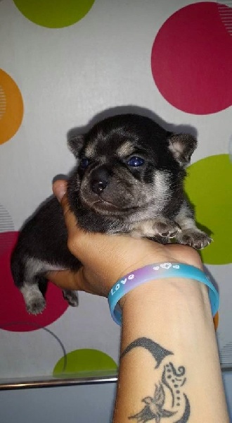 Du Clos Shooting Star - Chihuahua - Portée née le 09/05/2015