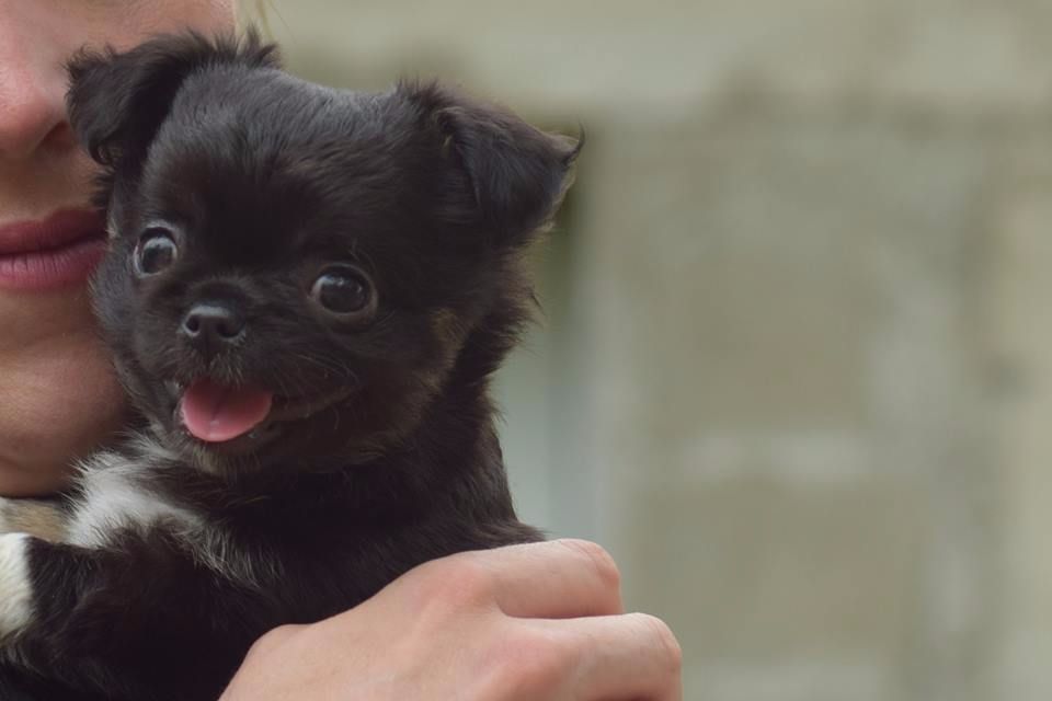 Du Clos Shooting Star - Chihuahua - Portée née le 25/06/2017