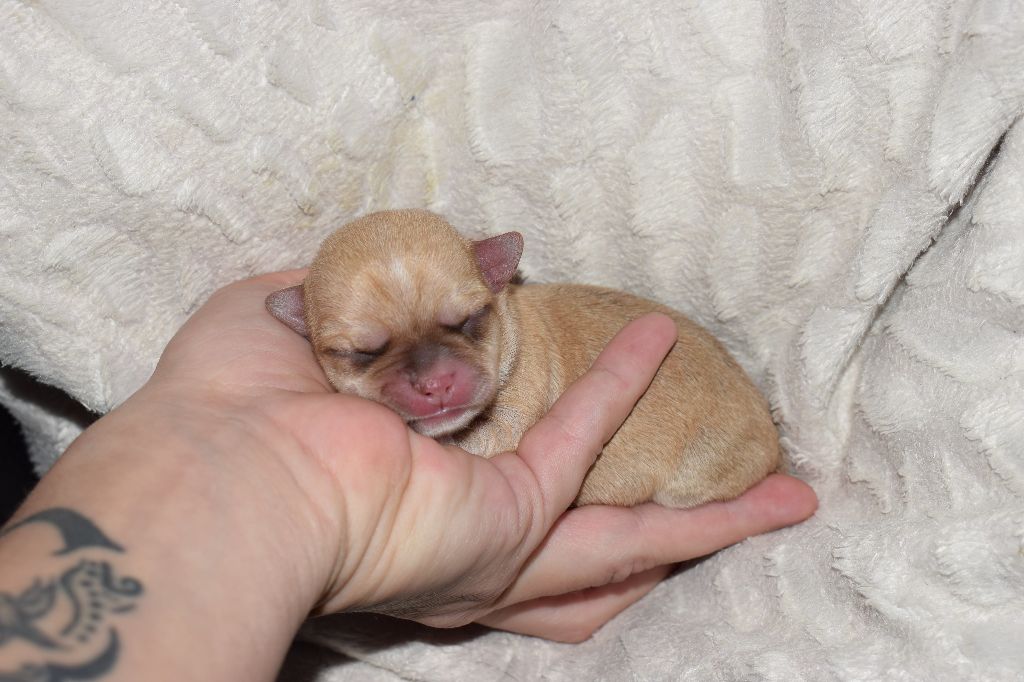 Du Clos Shooting Star - Chihuahua - Portée née le 15/01/2018