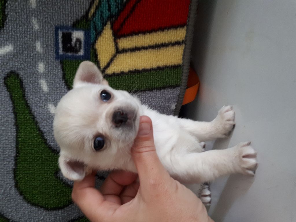 Du Clos Shooting Star - Chihuahua - Portée née le 31/03/2018