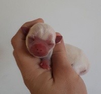 CHIOT