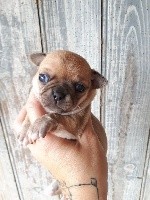 CHIOT