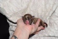 CHIOT