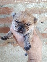 CHIOT