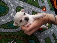 CHIOT