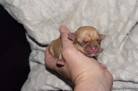 CHIOT
