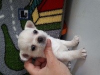 CHIOT