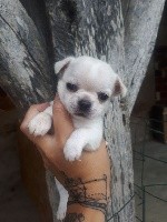 CHIOT