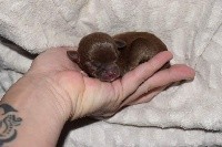 CHIOT