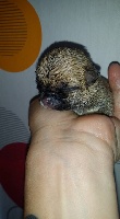 CHIOT