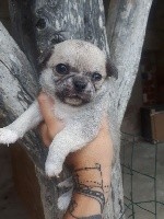 CHIOT