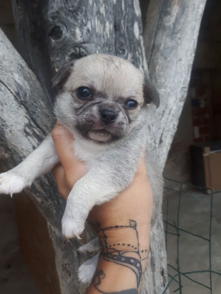 Du Clos Shooting Star - Chihuahua - Portée née le 15/07/2018