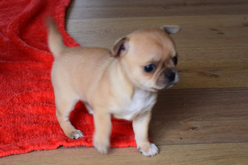 Du Clos Shooting Star - Chihuahua - Portée née le 01/12/2017