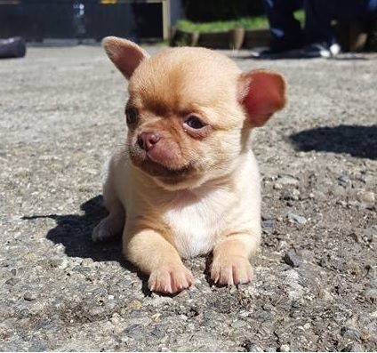 Du Clos Shooting Star - Chihuahua - Portée née le 05/03/2016