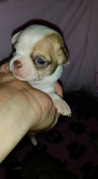 Du Clos Shooting Star - Chihuahua - Portée née le 01/10/2015