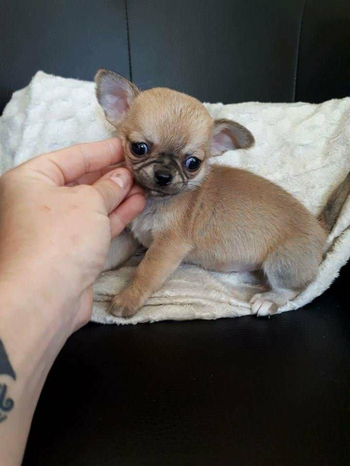 Du Clos Shooting Star - Chihuahua - Portée née le 07/02/2018