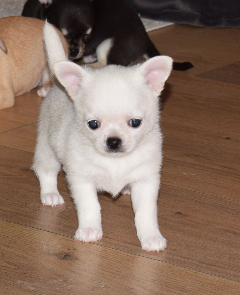 Du Clos Shooting Star - Chihuahua - Portée née le 25/09/2018
