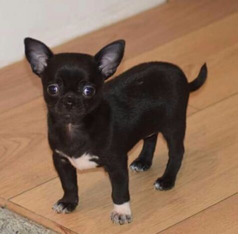 Du Clos Shooting Star - Chihuahua - Portée née le 21/10/2017