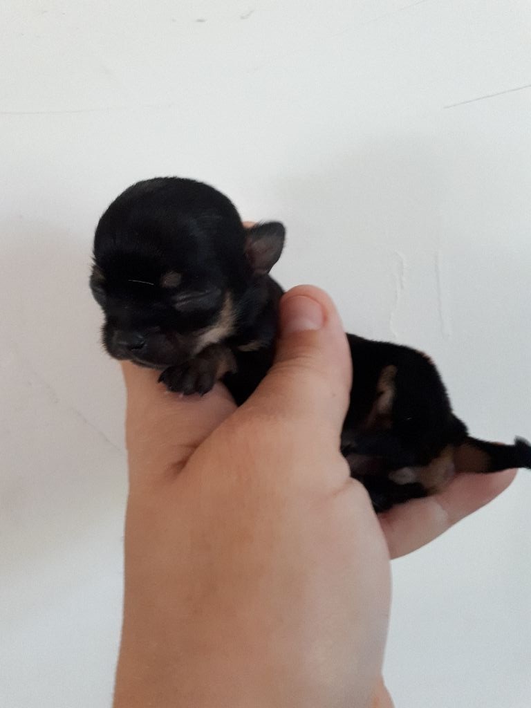 Du Clos Shooting Star - Chihuahua - Portée née le 24/06/2018