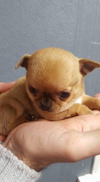 Du Clos Shooting Star - Chihuahua - Portée née le 05/01/2016