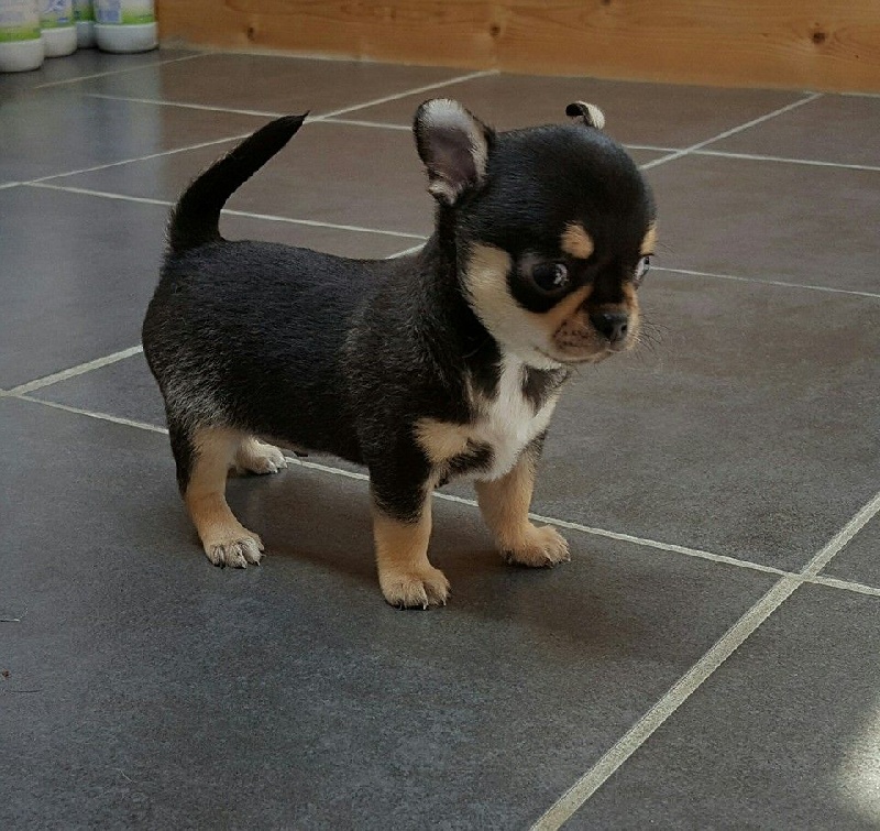 Du Clos Shooting Star - Chihuahua - Portée née le 03/05/2016
